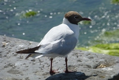 Chroicocephalus ridibundus