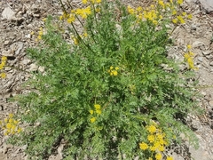 Cymopterus
