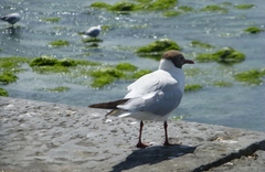 Chroicocephalus ridibundus