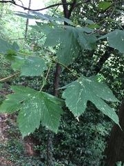 Acer pseudoplatanus