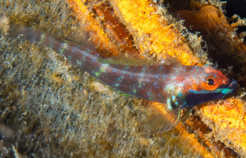 Desa triplefin (Helcogramma desa) — Tripterygiidae