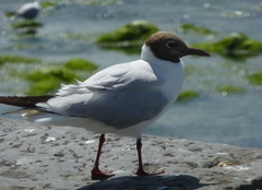 Chroicocephalus ridibundus