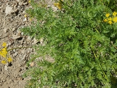 Cymopterus