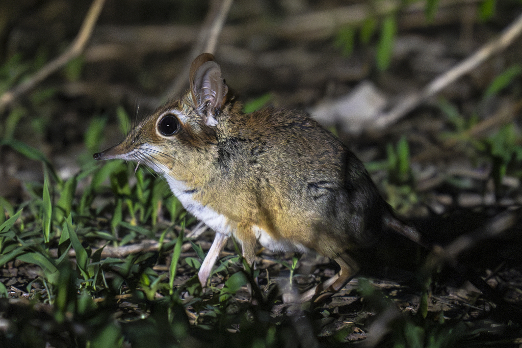 Four-toed Sengi
