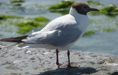 Chroicocephalus ridibundus