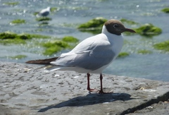 Chroicocephalus ridibundus