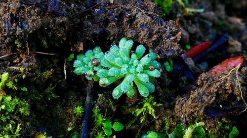Image of Sedum rubens by no rights reserved