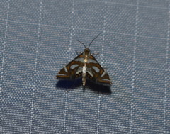 Chrysendeton medicinalis