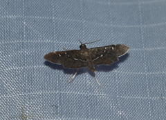 Diathrausta harlequinalis