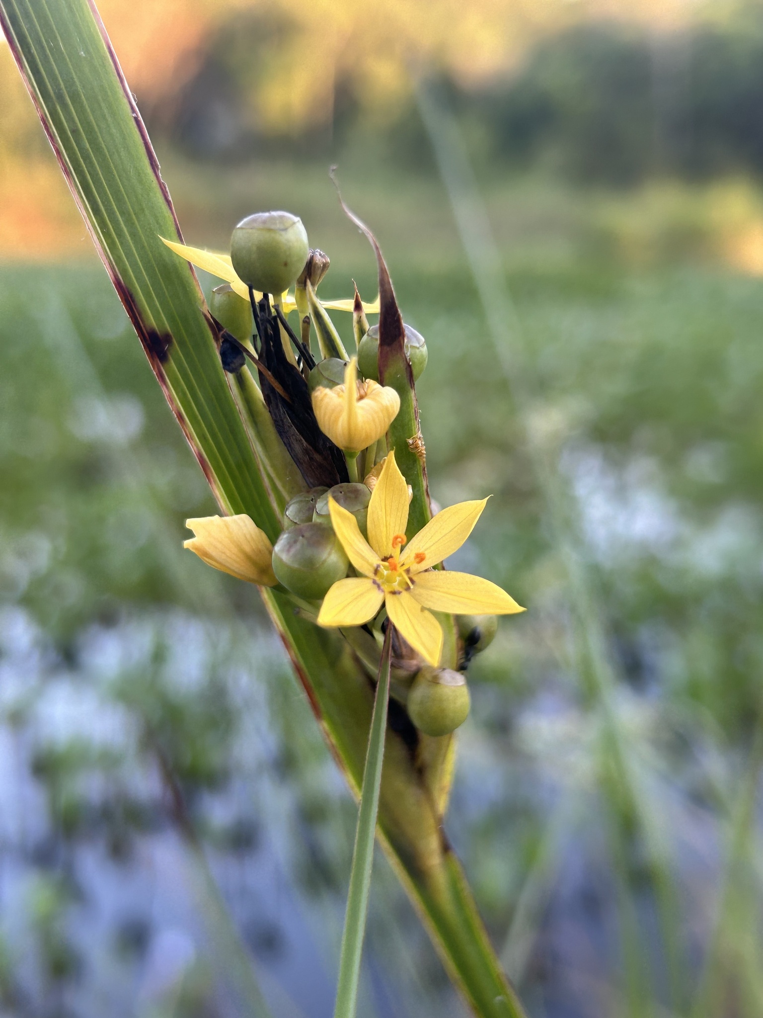 Sisyrinchium palmifolium