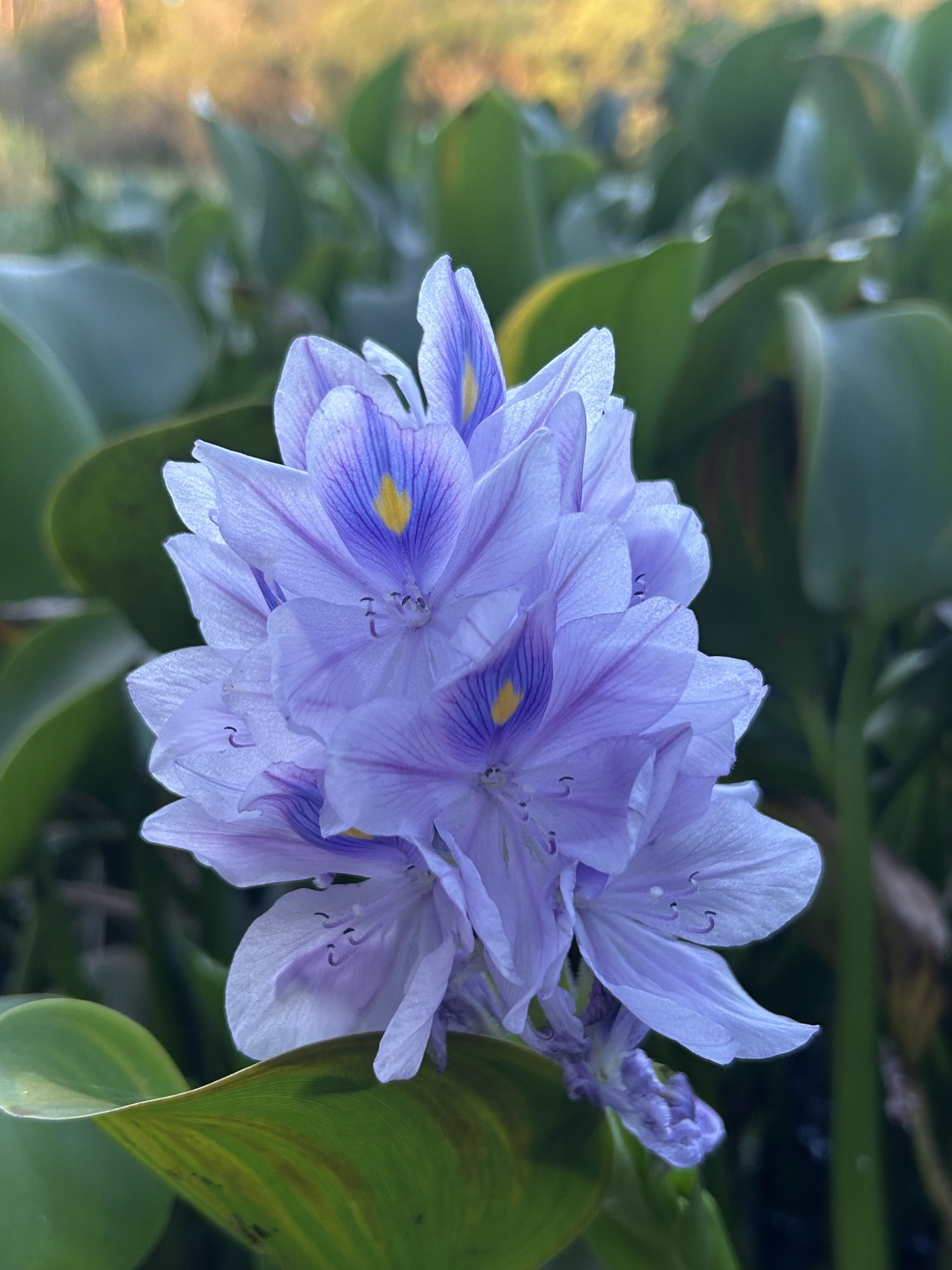Pontederia crassipes