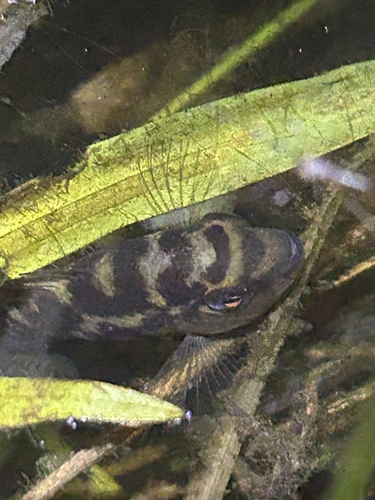 Port cichlid (Cichlasoma portalegrense) — Cichlidae — 5