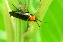 Pseudomops guerinianus