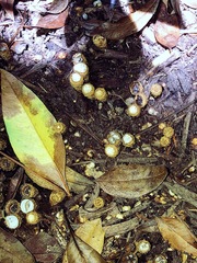 Cyathus striatus