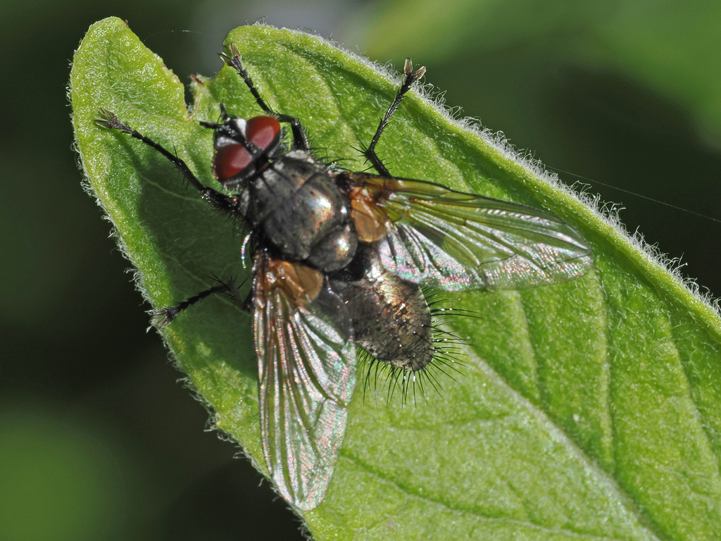 Macquartia tenebricosa