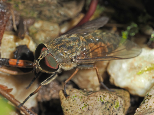 Tabanus miki