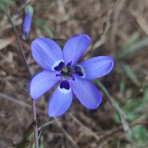 Conanthera trimaculata (Conanthera trimaculata)