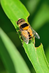 Palpada pusilla