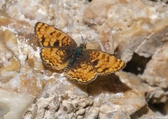 Phyciodes pallida