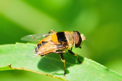 Palpada pusilla