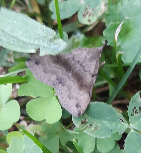 Dark Phalaenostola Moth photo 5
