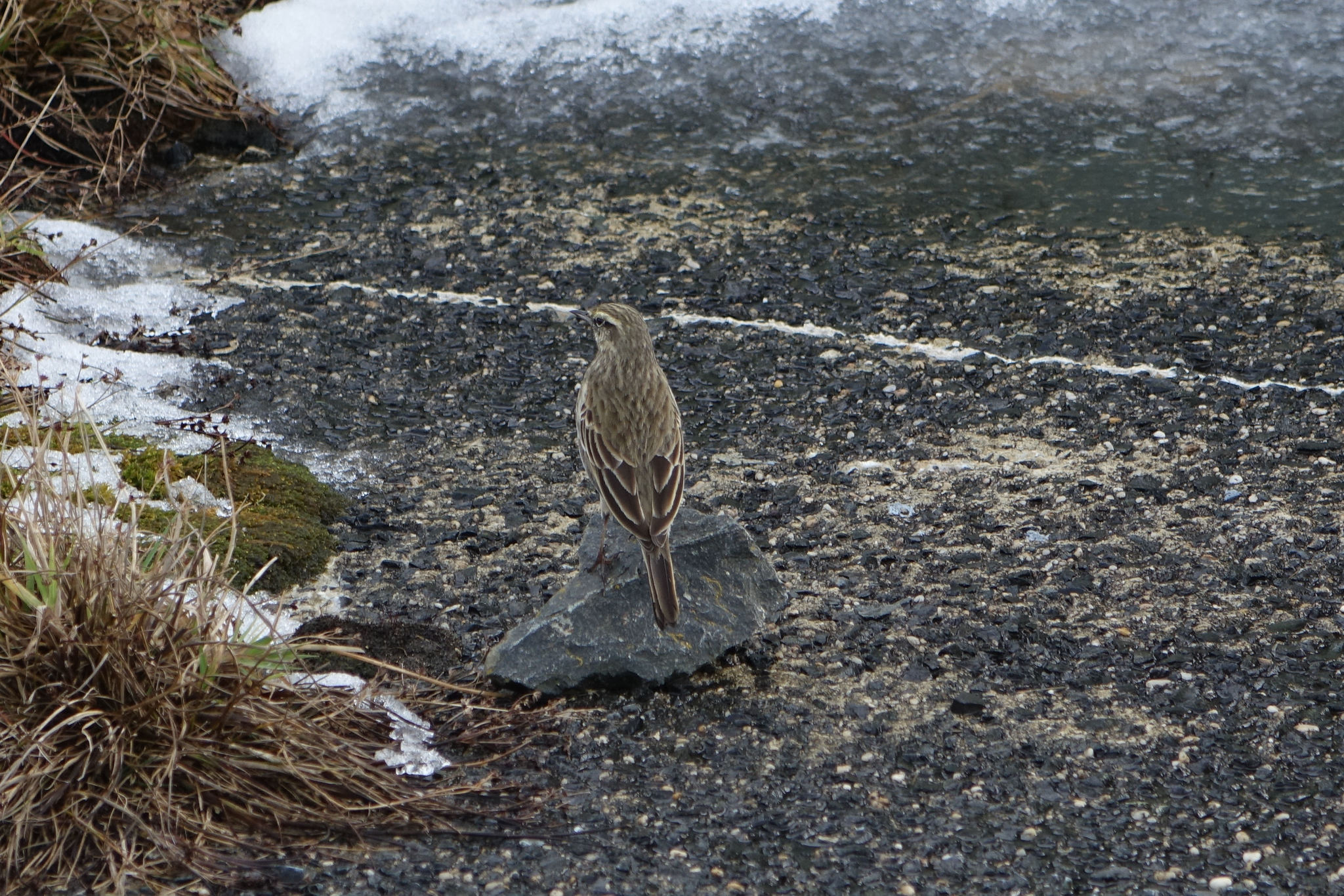 New Zealand Pipit