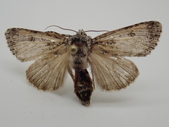 Acronicta impressa