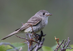Dusky Flycatcher photo 1