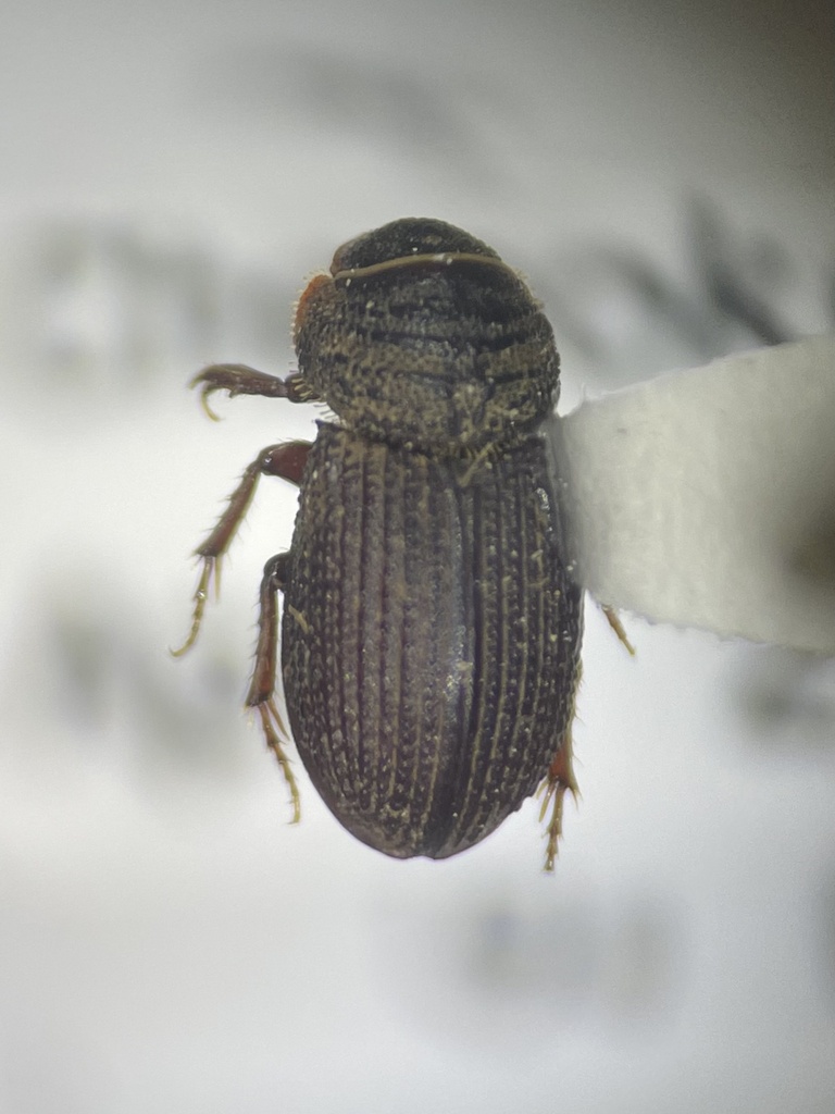Rhyssemus neglectus