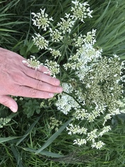 Heracleum sphondylium