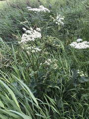 Heracleum sphondylium