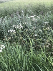 Heracleum sphondylium