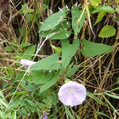 Calystegia × pulchra