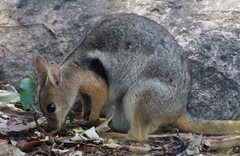 Eastern Short-Eared Rock-Wallaby photo 5