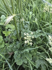 Heracleum sphondylium