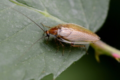 Ectobius pallidus