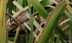 Limnoctites sulphuriferus