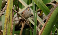 Limnoctites sulphuriferus