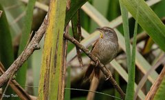 Limnoctites sulphuriferus