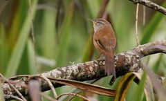 Limnoctites sulphuriferus