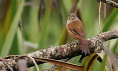 Limnoctites sulphuriferus