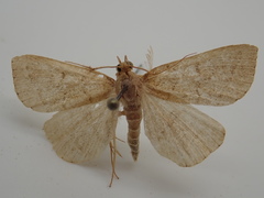 Zanclognatha laevigata