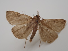 Zanclognatha laevigata