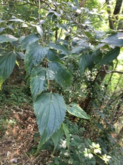 Celtis australis