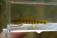 Etheostoma zonale