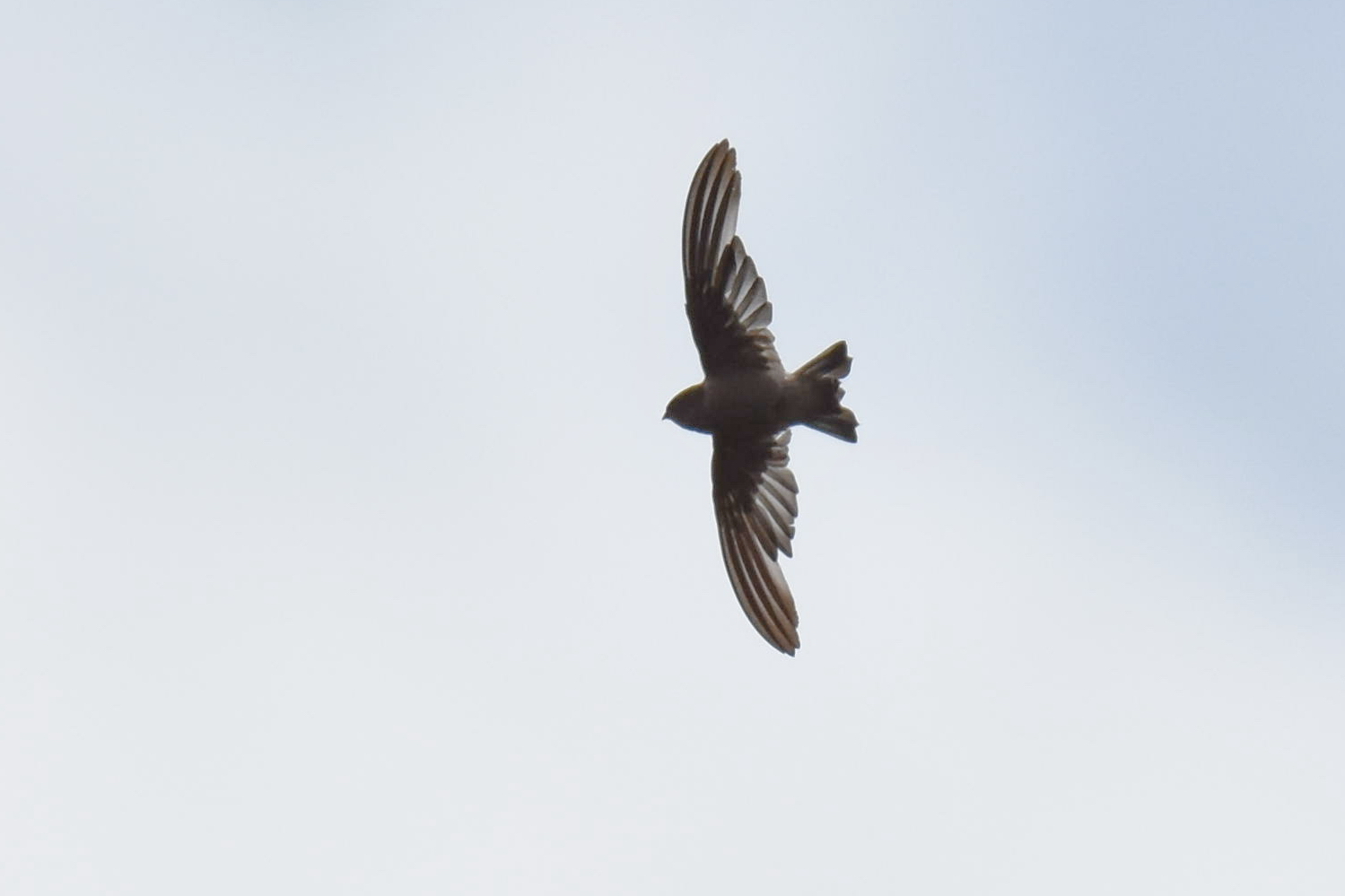 Madagascar Spinetail (Zoonavena grandidieri), photo 1