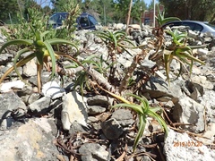 Aloiampelos striatula