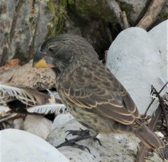 Large Ground-Finch photo 2