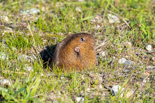 Smooth-toothed Pocket Gophers