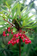 Comarostaphylis discolor